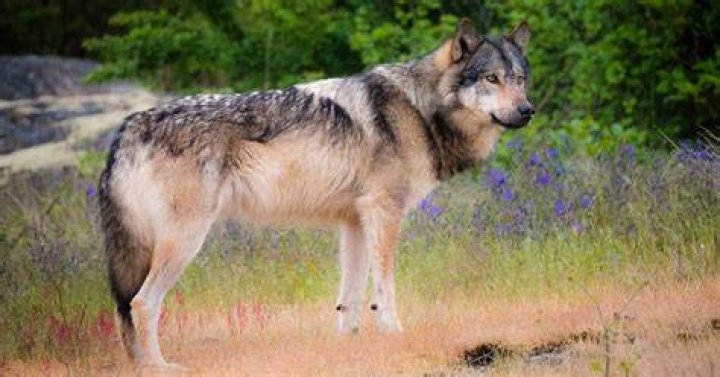 10 Hudson Bay Wolf Facts