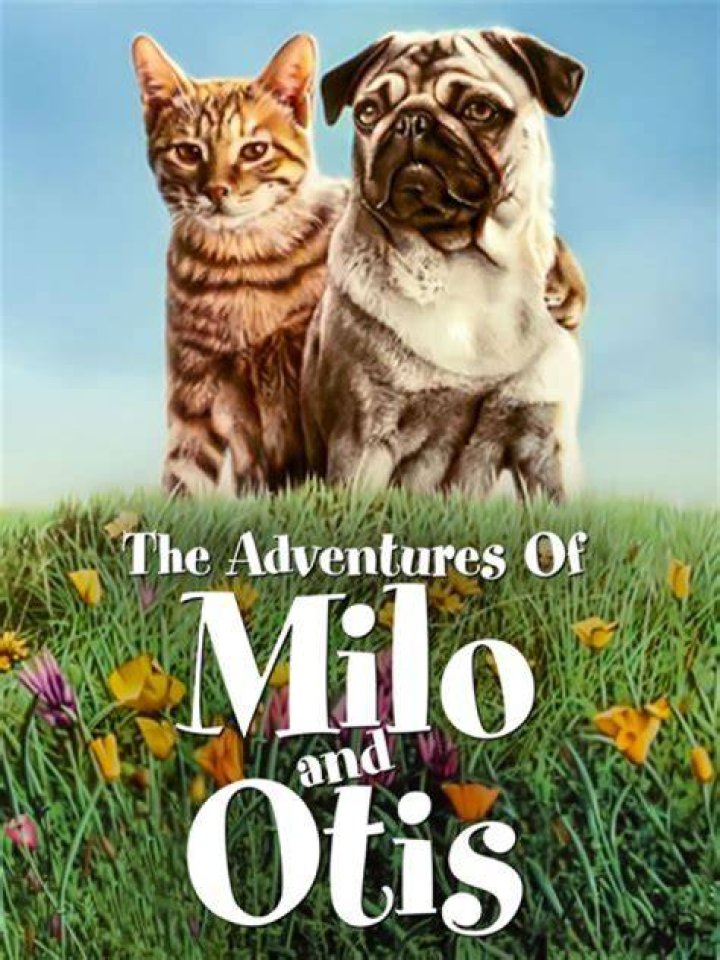Animal Abuse Scandal Rocks "Milo And Otis" Legacy