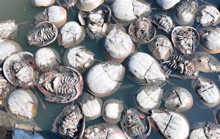 Can you take dead horseshoe crabs?