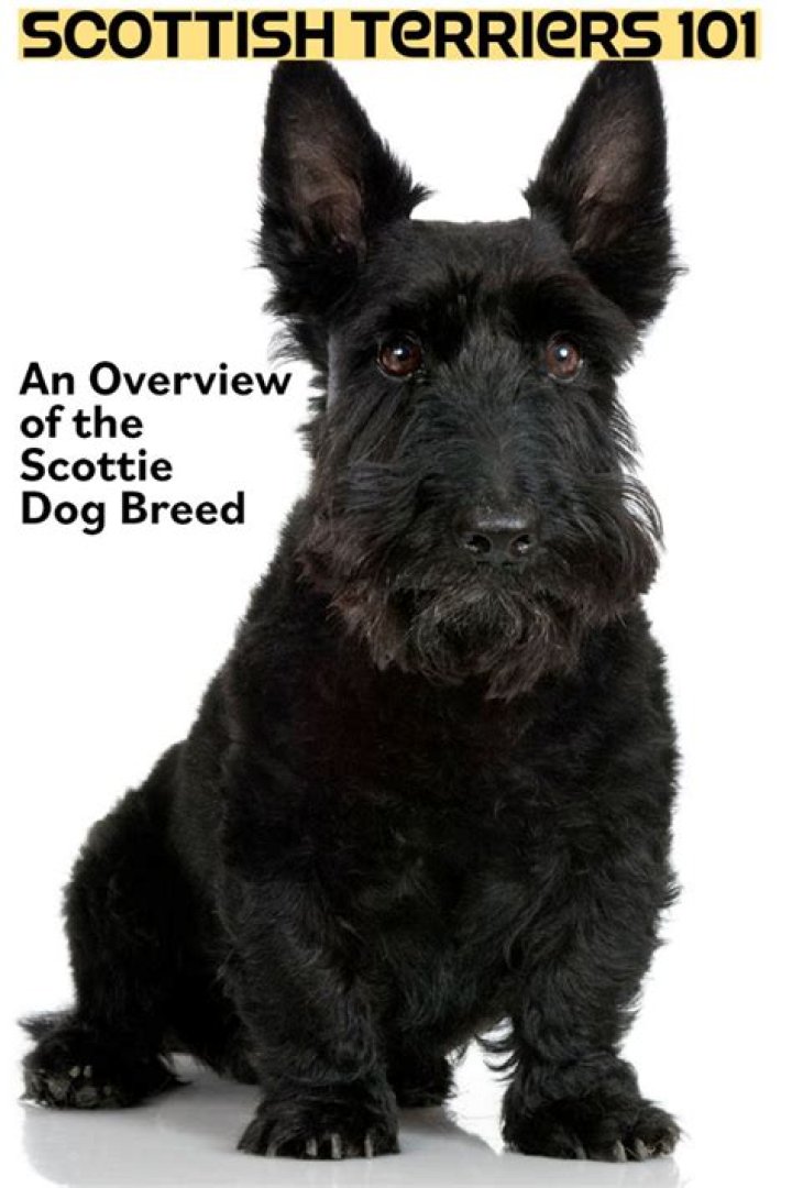 How Tall is Scottie with the Body? A Comprehensive Guide